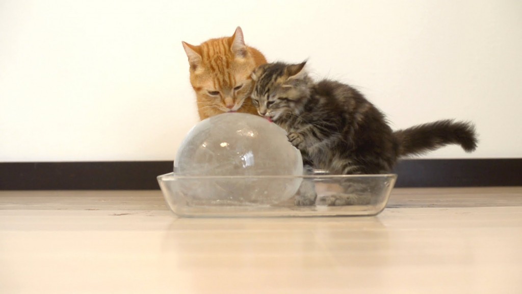 10 Cats and the Ice Ball