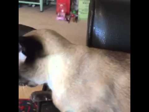Asking Elvis the Siamese Cat His Favorite Question