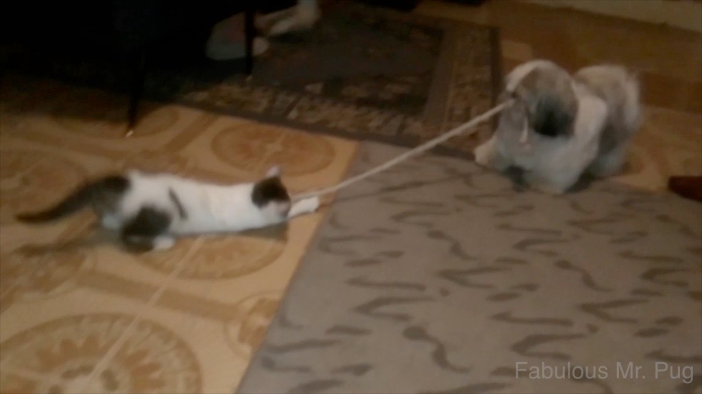 Cat and Dog Play Tug of War