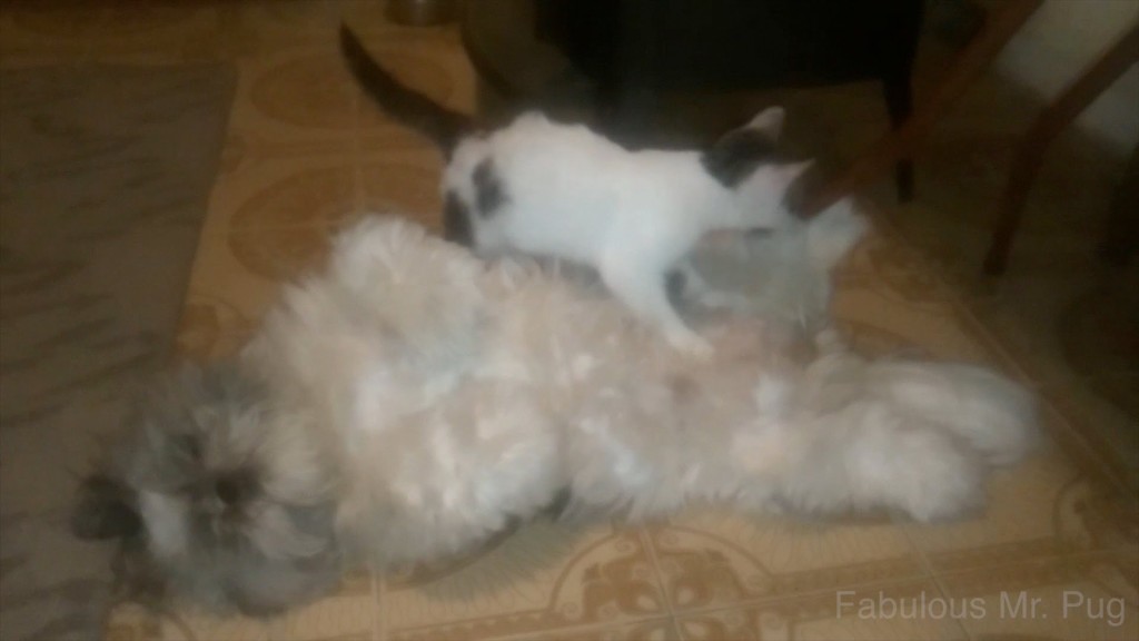 Cat Gives Dog a Relaxing Massage