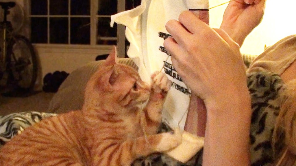 Cat Interrupts Cross Stitching