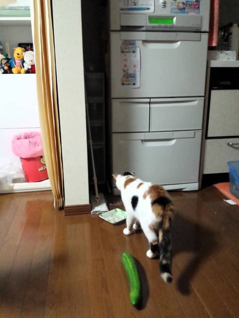 Cat is Freaked Out by Cucumber