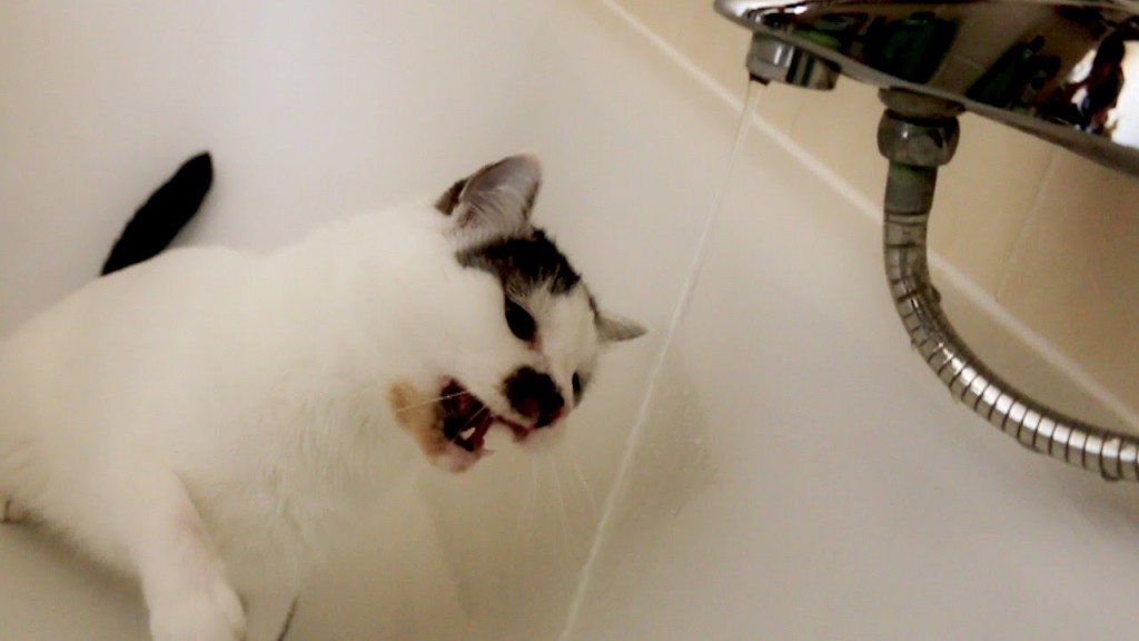 Cat vs the Water Faucet