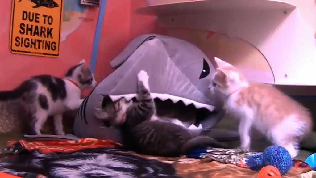 How to Survive a Shark Attack (As Told by Kittens)