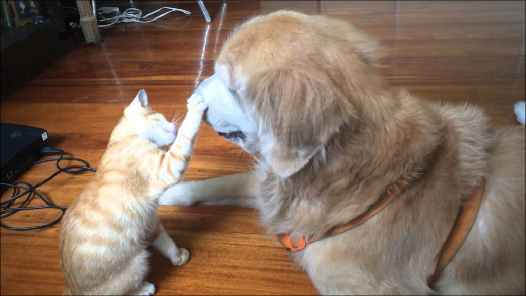 Kitten Growing up with Dog Best Friend