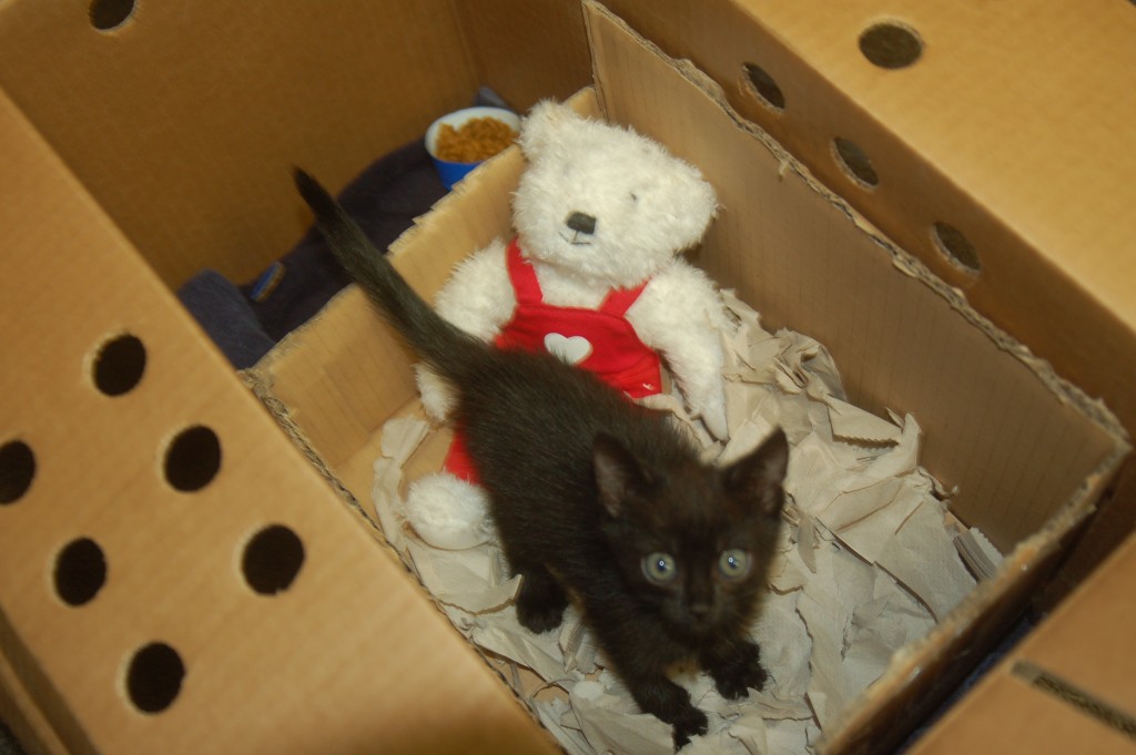 kitty-box-072915