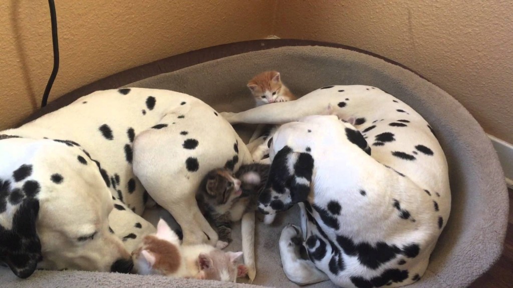 Louie and Lady Dalmatian spend time with their foster kittens