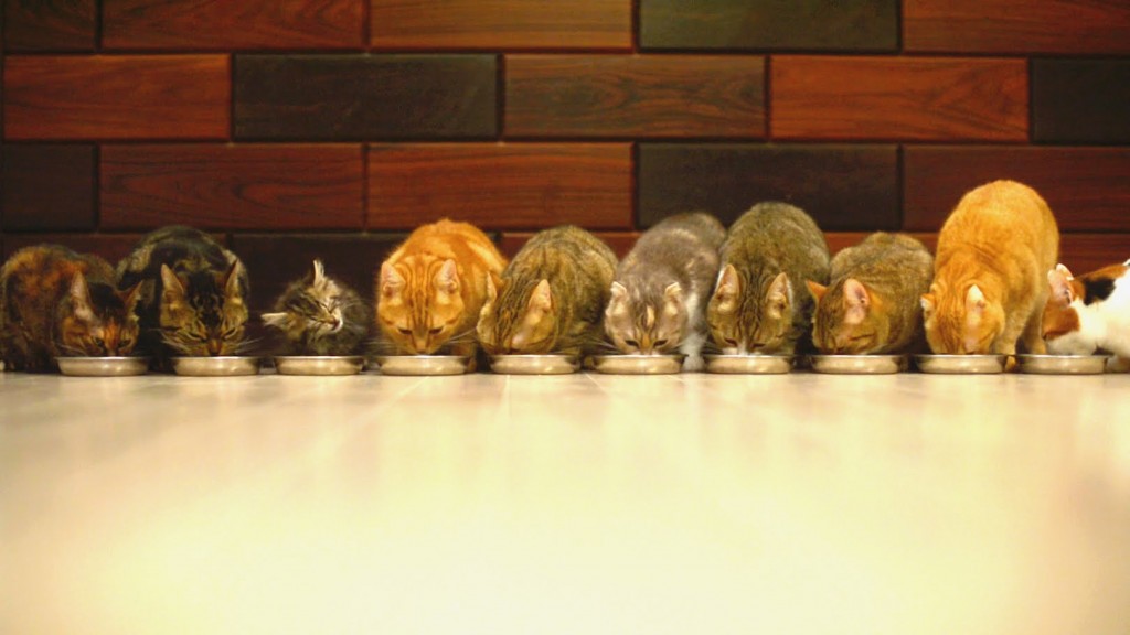 New Kitten Joins Cat Family for Dinner: 10 Cats