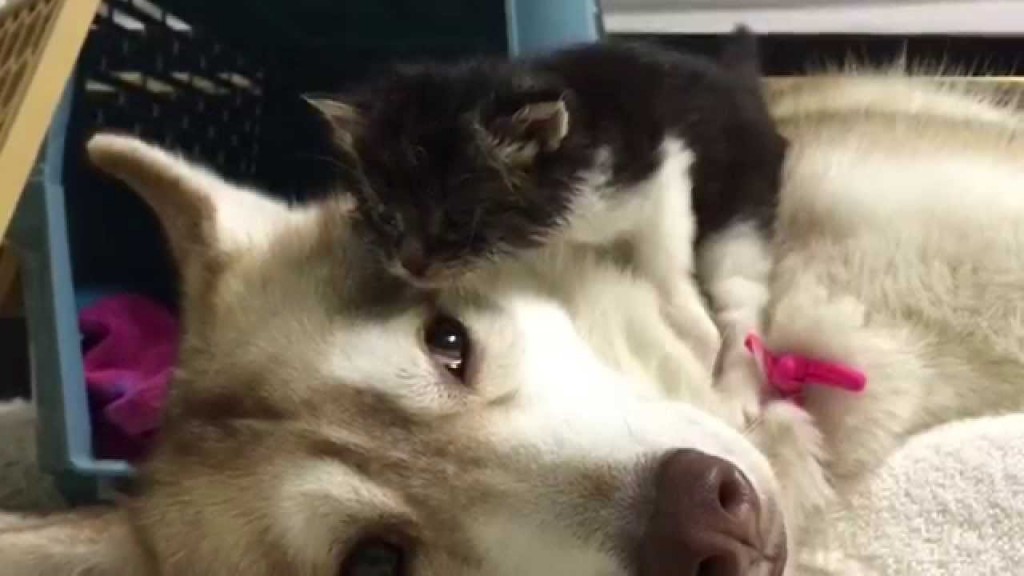 Rosie: Rescued kitten and Husky are best friends