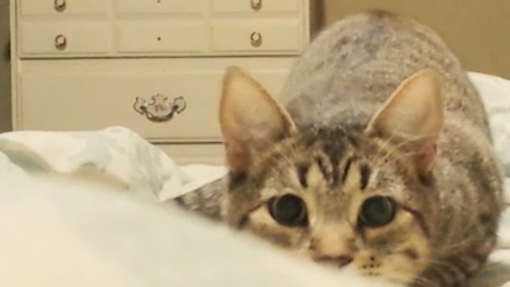 Why Cats Are Better Than Dogs