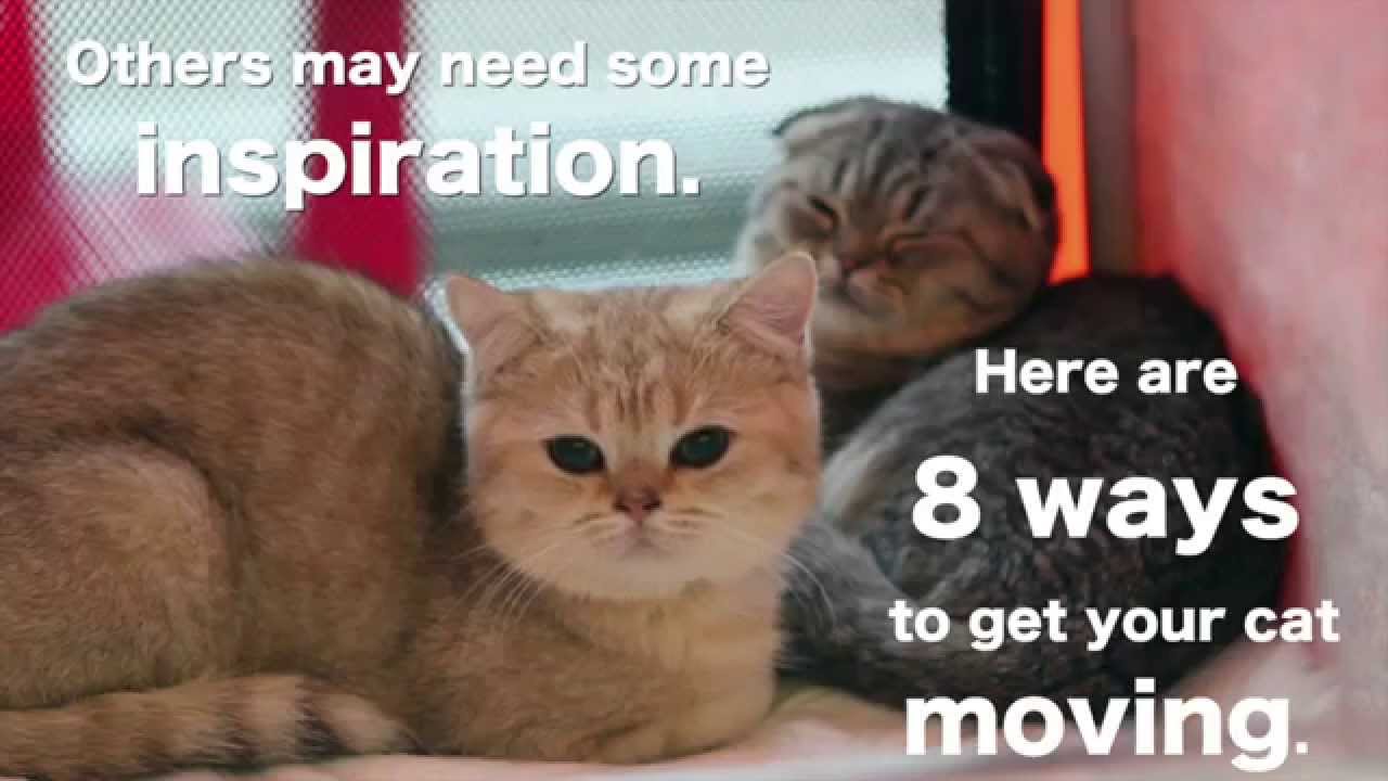 8 Clever Ideas to Keep Cats Active