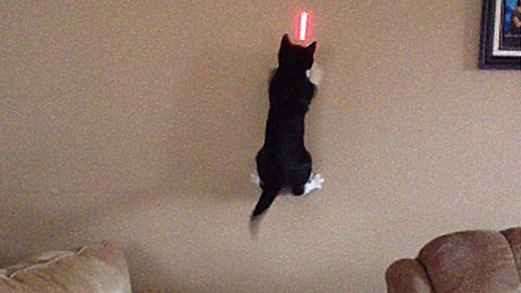 Cats vs Lasers: The Ultimate Showdown