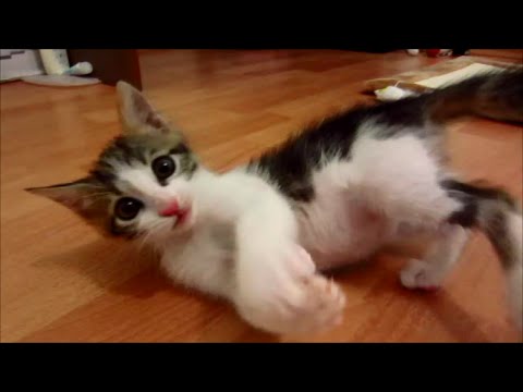 Cute kitten flip