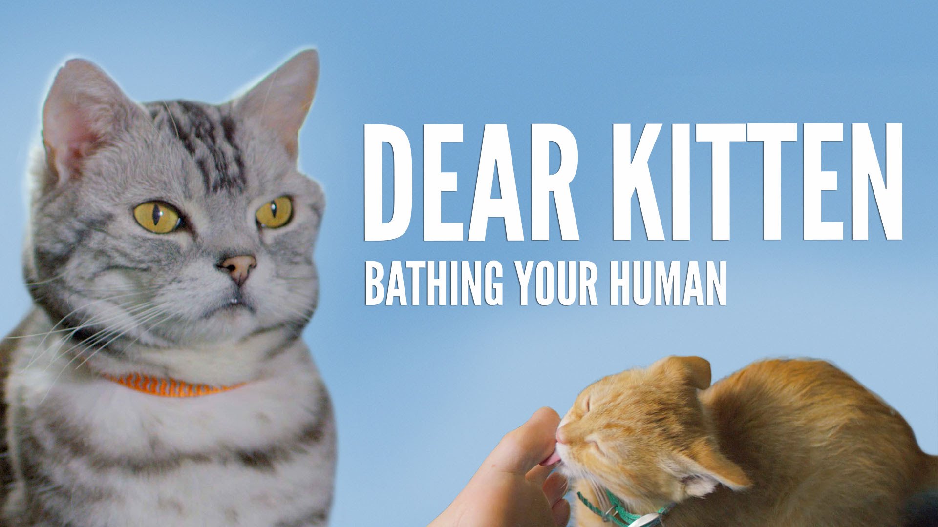 Dear Kitten: Bathing Your Human