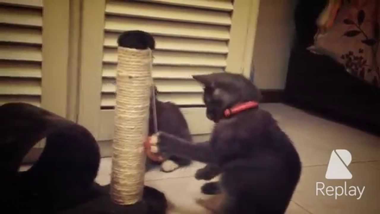 Funny Cute “Cat Boxing” with Toy