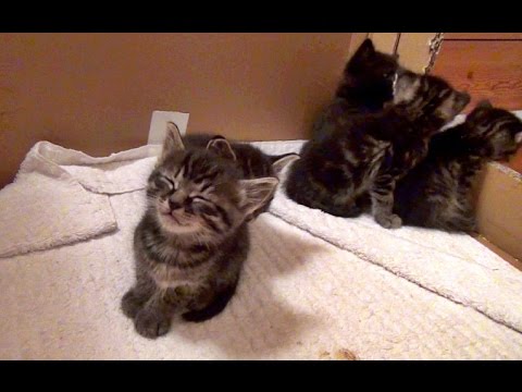 Kitten Mutsu Falls Asleep Standing Up