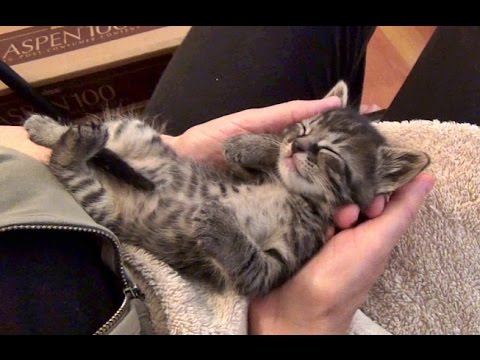 Kitten Mutsu Love