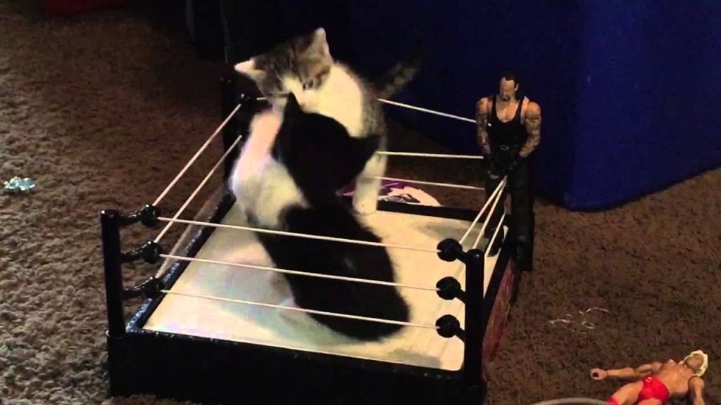 Kitten Wrestling