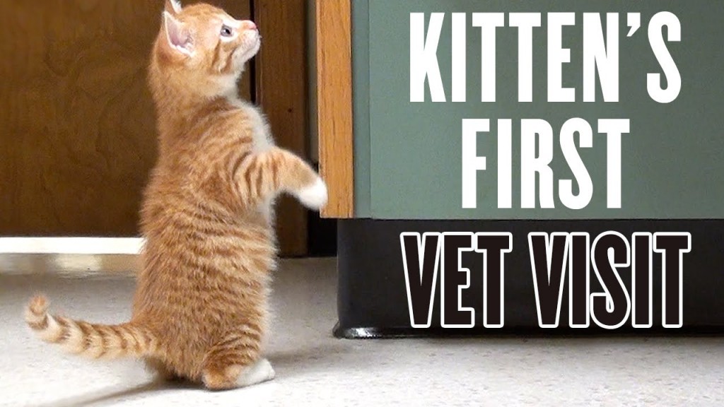 Kitten’s First Vet Visit