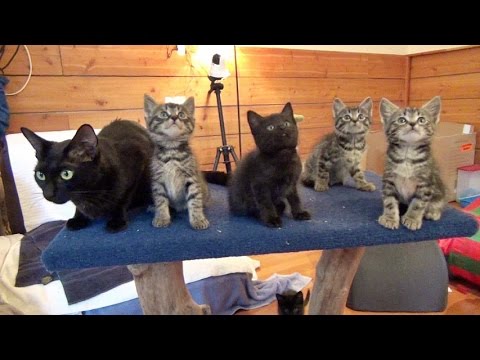 Mama Cat Won’t Dance With Her Kittens