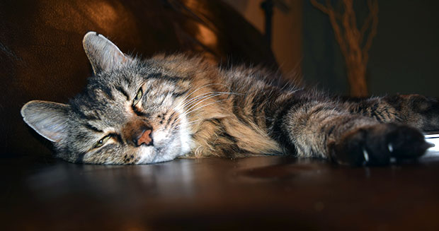 oldest-living-cat-corduroy_tcm25-391833