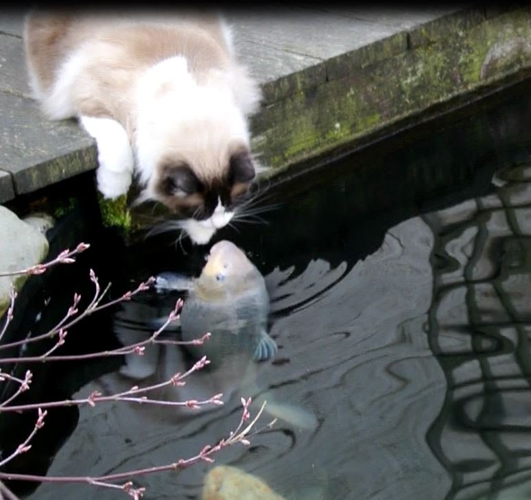 Timo The Cat And His Special Friendship With One Particular Koi Fish