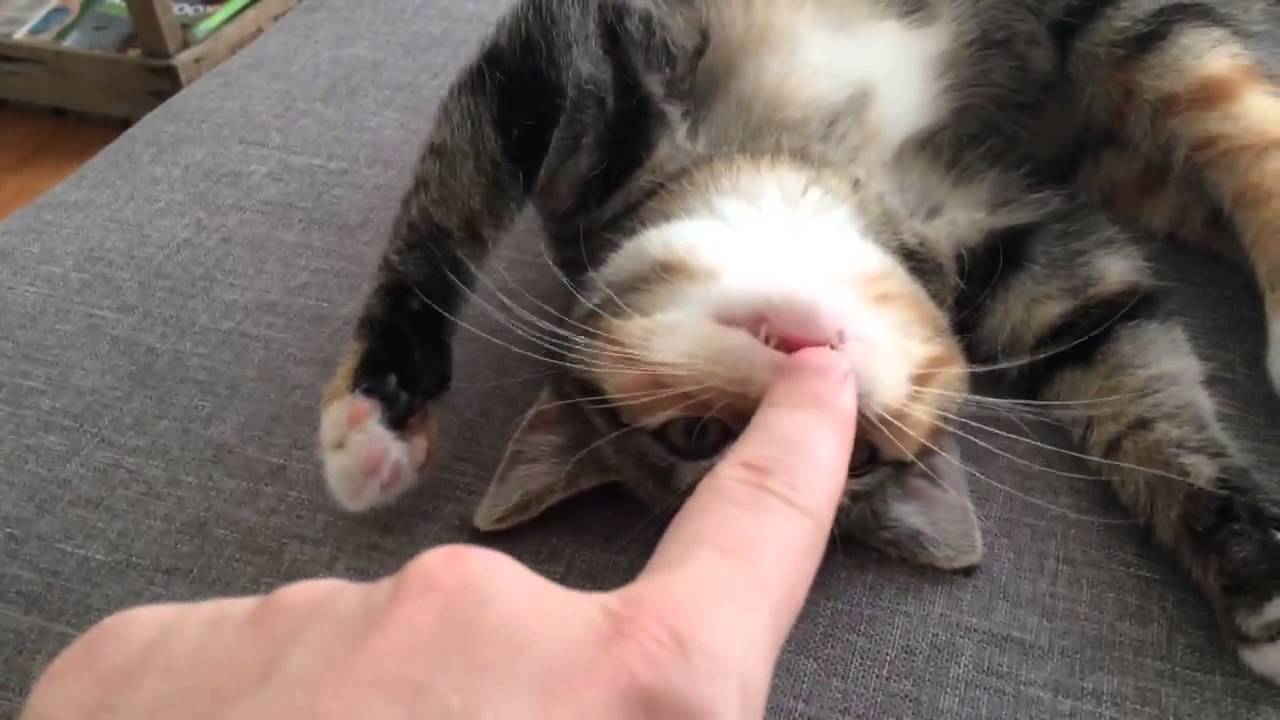 Too much cuteness: Kitten reacts to nose tickle