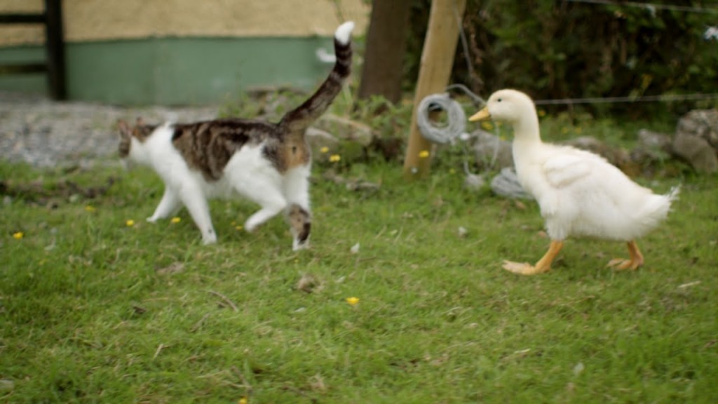 A Momma Cat and Her Yellow, Feathered Kittens