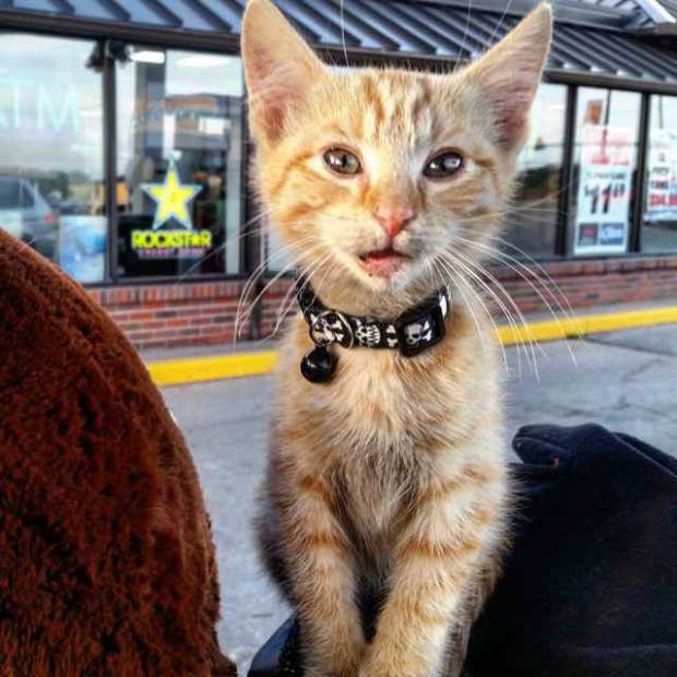 cat-biker-saves-kitten-pat-doody-17.jpg 32-year-old biker and sheetmetal worker Pat Doody recently rescued a kitten while riding cross country from Nevada to New Jersey.