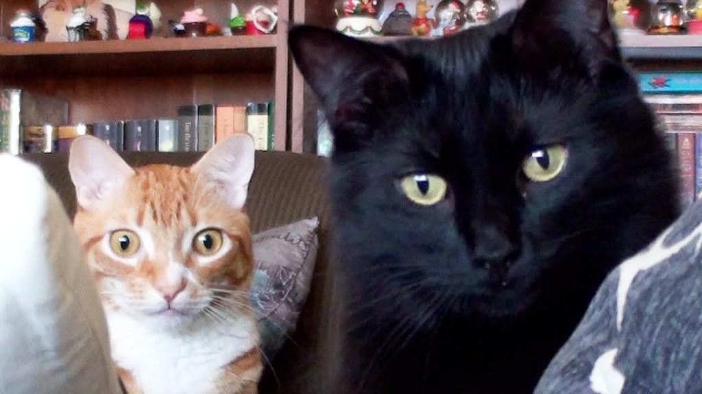 Cole & Marmalade and the new couch