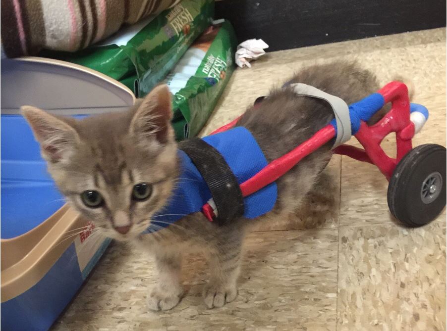 cat with wheels