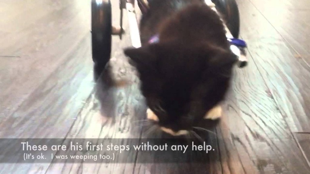 #MiracleKitten Cassidy’s first steps in his tiny wheelchair