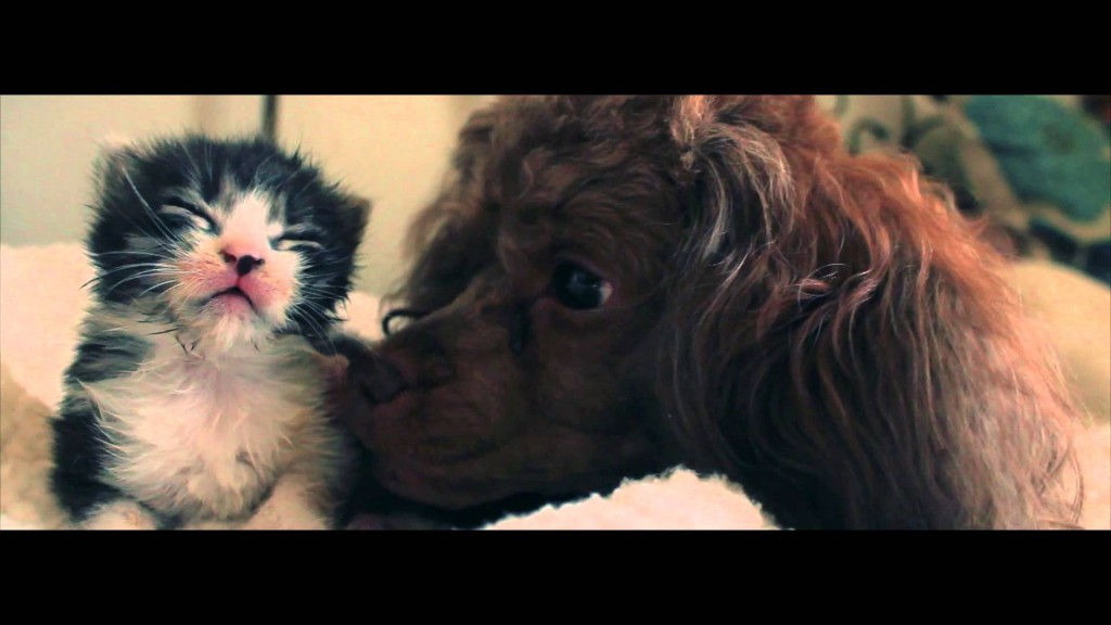 Poodle and Kitten (best friends)