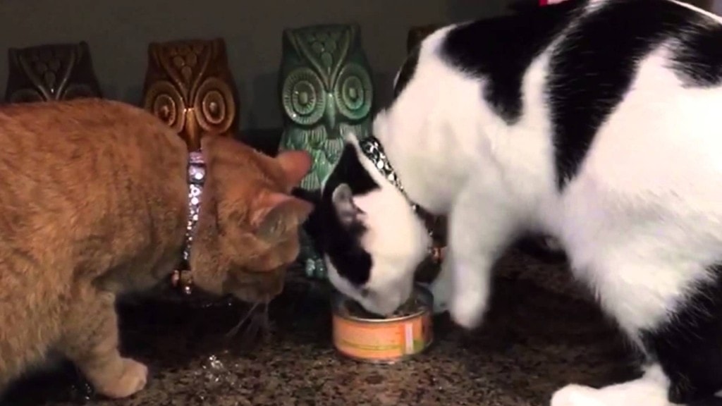 Two Cats Share A Can Of Tuna