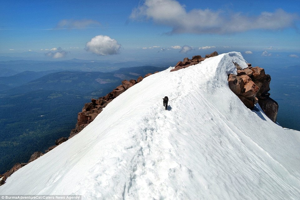 2D96EBC000000578-3281012-The_cat_pictured_on_Cascade_volcano_in_Oregon_doesn_t_know_the_d-a-21_1445349647806