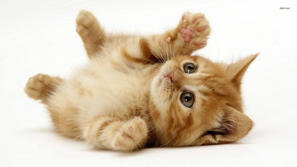 394818-cats-cute-ginger-rolling-around