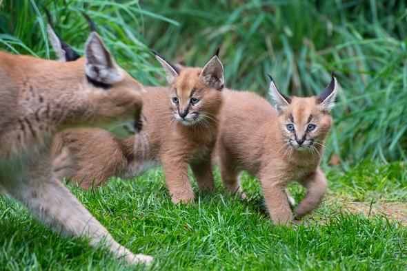 H_Peggy-caracal-kittens