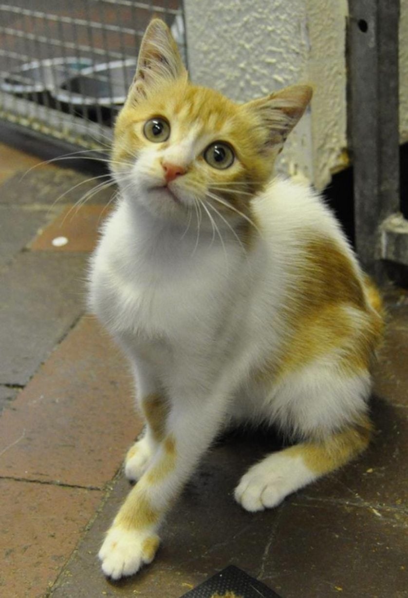 Stowaway Kitten Survives 3000 Mile International Flight Life With Cats 