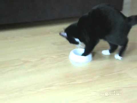 Cat hints that he’s hungry