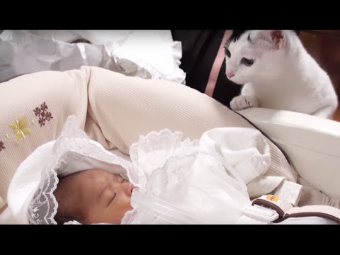 Cats Meeting Babies for the First Time Compilation