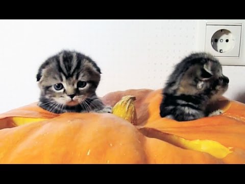 Kittens’ Halloween pumpkin fun