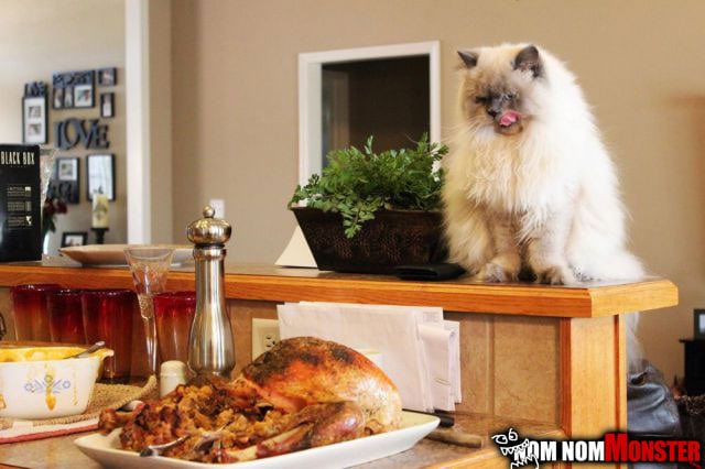 1125-cat-about-to-eat-thanksgiving-leftovers