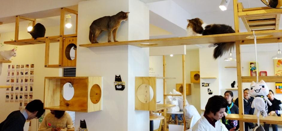 Is a Cat  Caf  Coming Near  You Life With Cats 