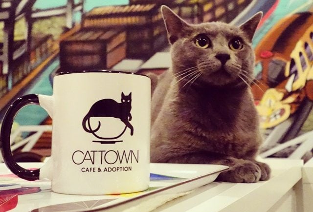 Is a Cat  Caf  Coming Near  You Life With Cats 