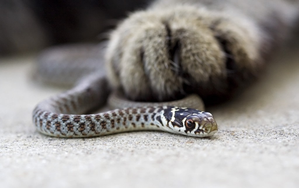 Cat_paw_and_grass_snake