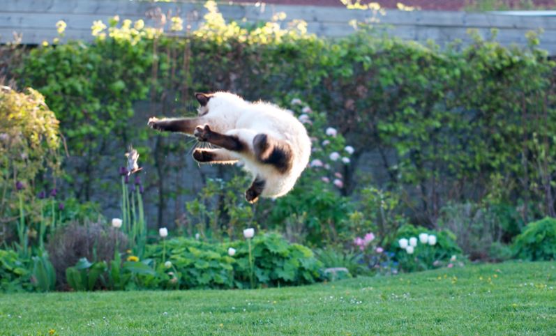 Leap