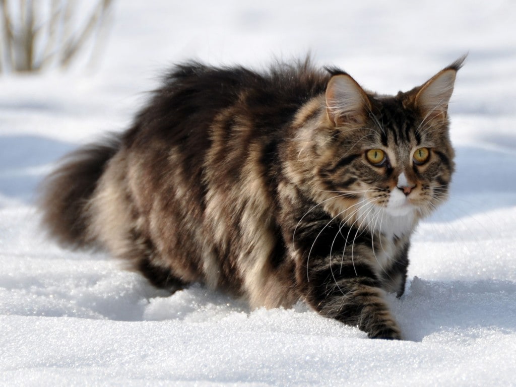 Maine Coon in snow