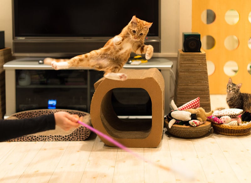 Ninja_cat_(12636984793)