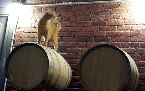 brewery cat 2