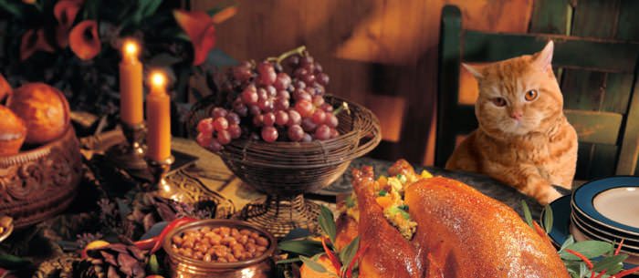 img-article-thanksgiving-cat